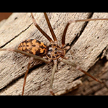 Loxosceles simillima